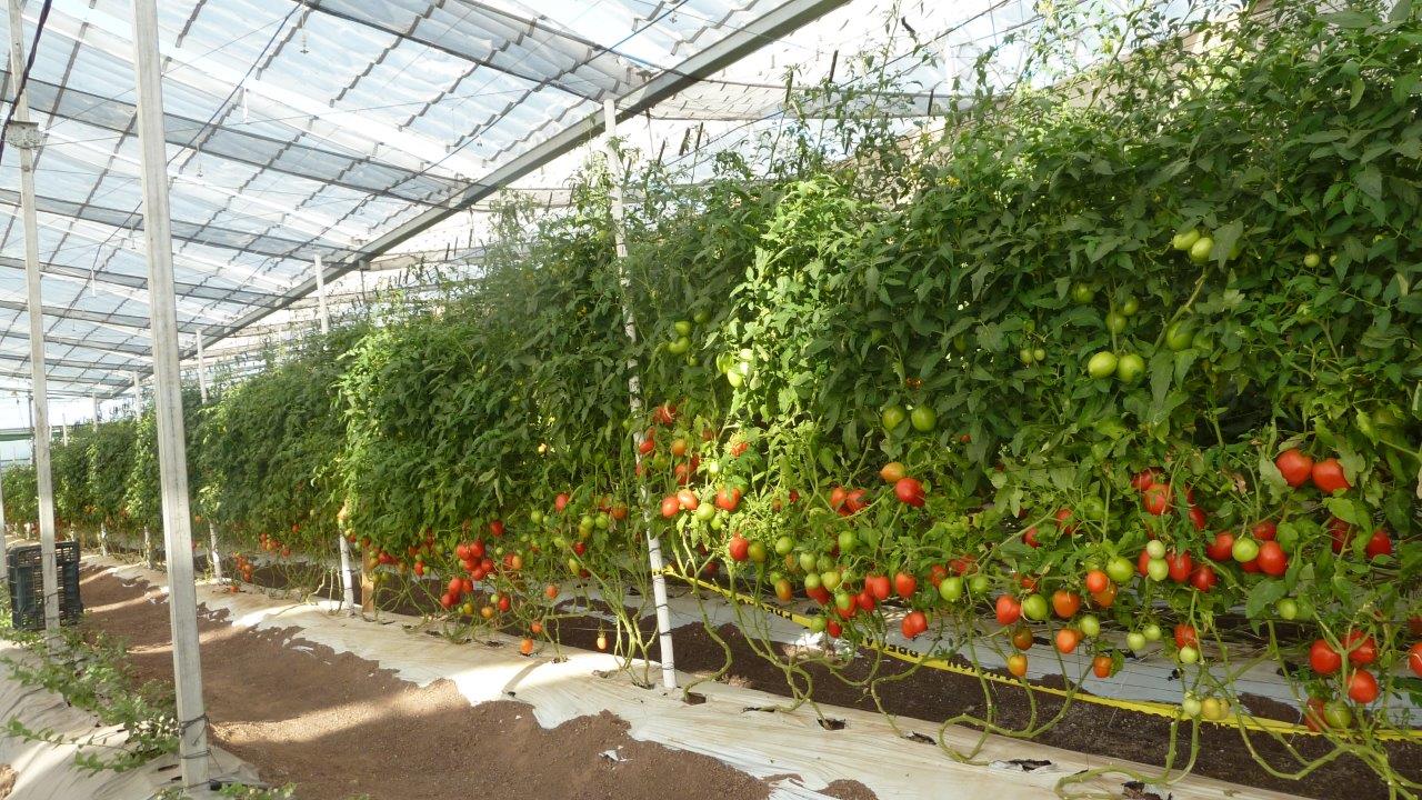 tomatoes13.jpg