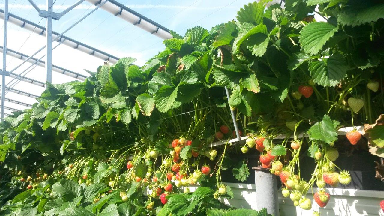 strawberries2.jpg