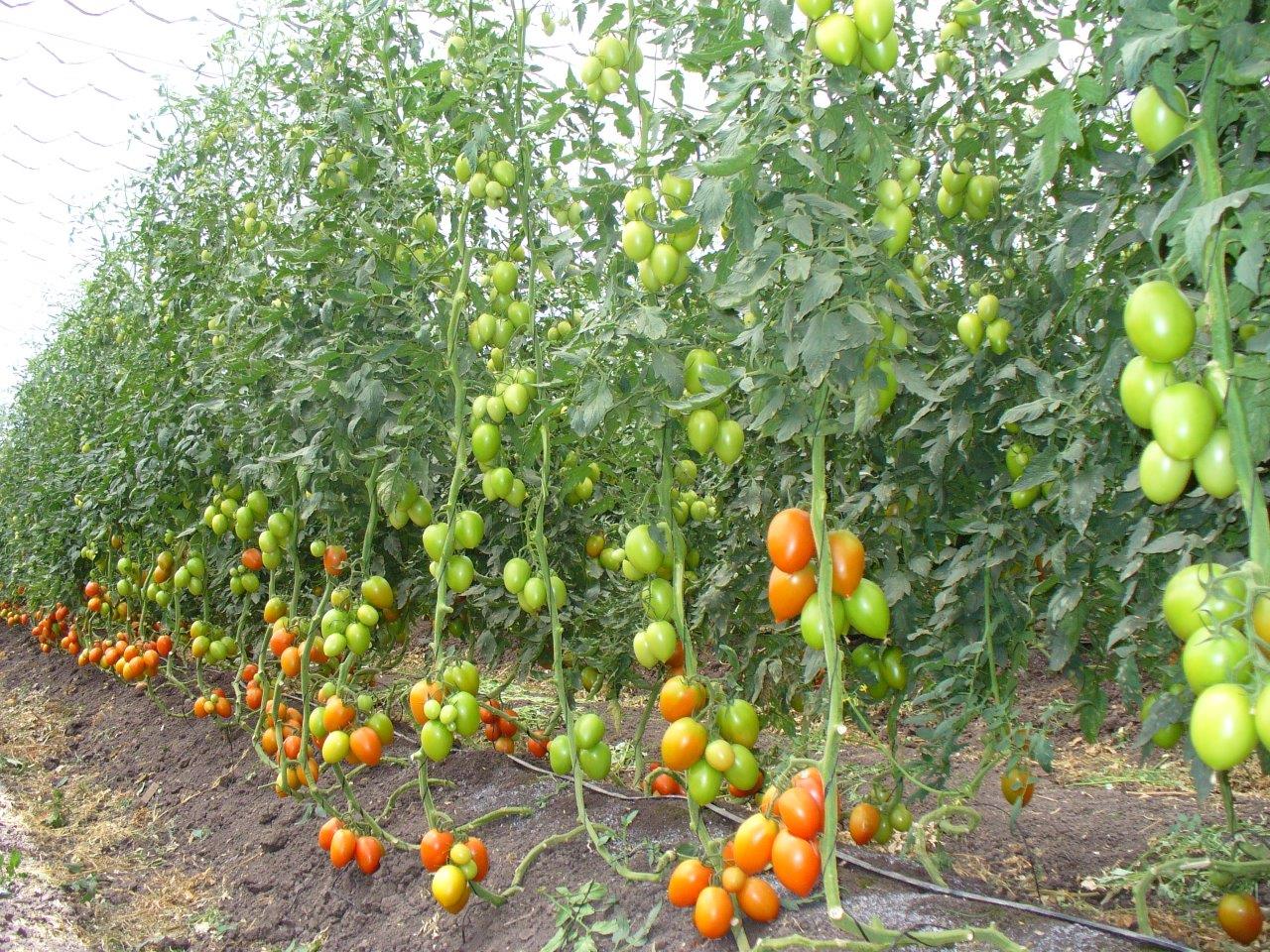 tomatoes10.jpg