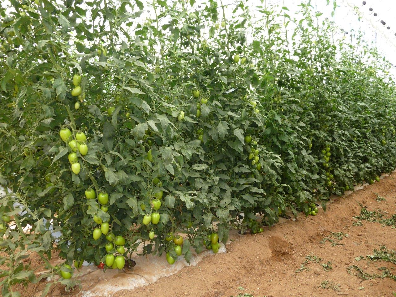 tomatoes8.jpg