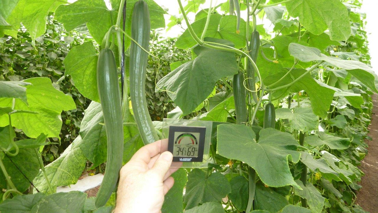 Cucumbers7.jpg
