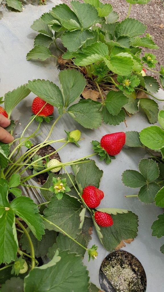 strawberries5.jpg